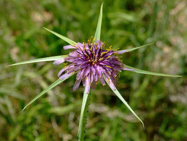 9-04-23-Rodiapolis-026d.jpg - Distel (aber welche??) - aufgenommen am 23. April 2009 in Kumluca