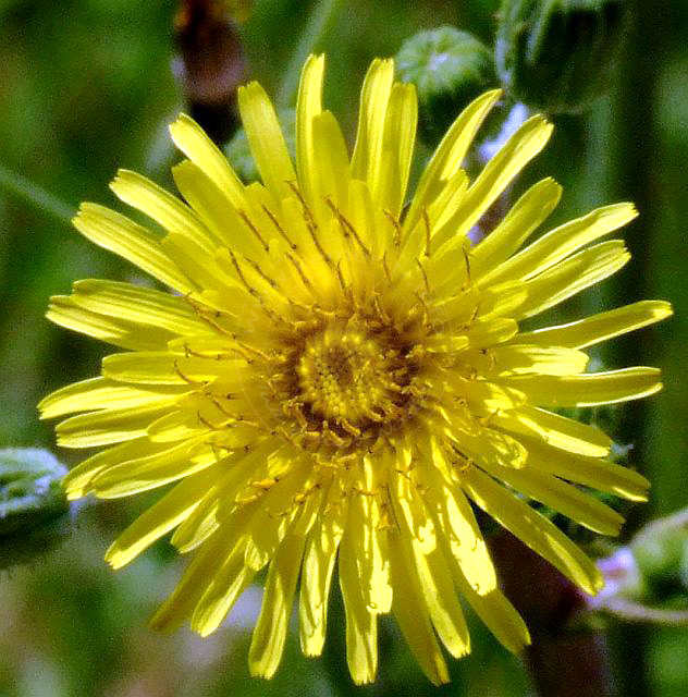 9-04-23-Rodiapolis-027d.jpg - Spanische Golddistel, Şevketibostan, Scolymus hispanicus - aufgenommen am 23. April 2009 in Kumluca