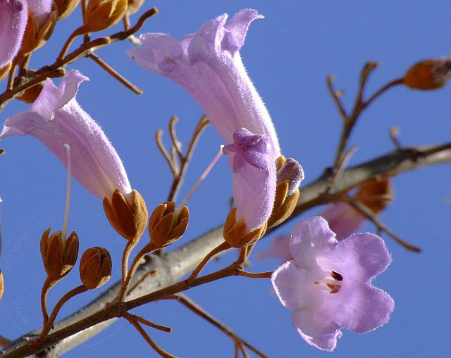 9-04-23-Rodiapolis-039d.jpg - blühender Baum ?? - aufgenommen am 23. April 2009 in Kumluca