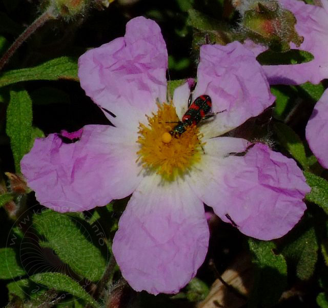 9-04-23-Rodiapolis-141d.jpg - Zistrose (mit Bienenkäfer), Laden çiçeği, Cistus creticus - aufgenommen am 23. April 2009 in Rhodiapolis/Kumluca