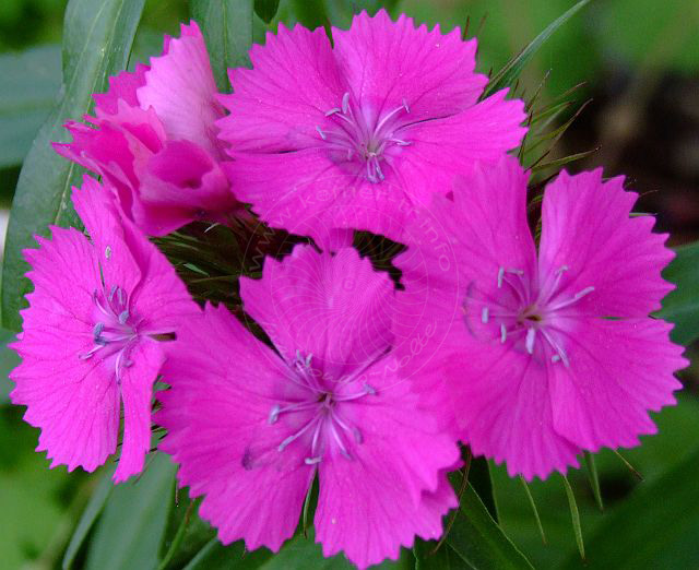 9-04-24-Kuzdere-13d.jpg - Bartnelken, Karanfil, Dianthus barbatus - aufgenommen am 24. April 2009 in Kuzdere/Kemer