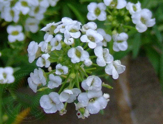 9-04-24-Kuzdere-20d.jpg - Steinkraut, Lobularia maritima - aufgenommen am 24. April 2009 in Kuzdere/Kemer