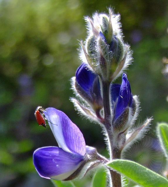 9-04-29-Phaselis-06d.jpg - Blaue Lupine (Schmalblättrige Lupine), Mavi acı bakla, Lupinus angustifolius - aufgenommen am 29. April 2009 in Phaselis/Kemer