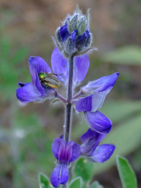 9-04-29-Phaselis-21d.jpg - Blaue Lupine (Schmalblättrige Lupine), Mavi acı bakla, Lupinus angustifolius - aufgenommen am 29. April 2009 in Phaselis/Kemer