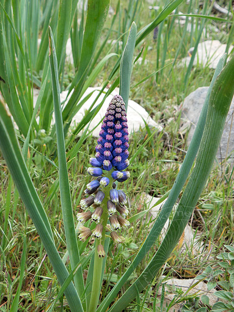 11-04-30-Cukuryayla-112-s.jpg - Eine Traubenhyazinthe (Muscari)