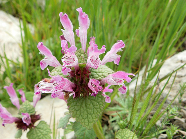 11-04-30-Cukuryayla-113-s.jpg - Taubnesselblüten