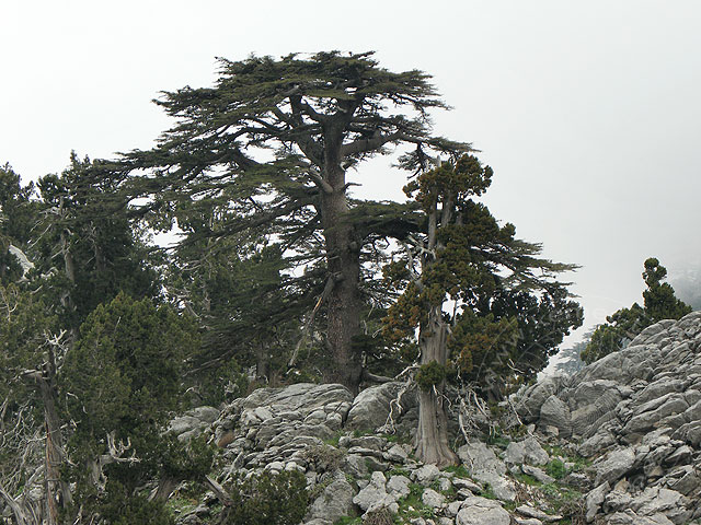 11-04-30-Cukuryayla-116-s.jpg - Das Besondere an der Cukuryayla sind aber die prächtigen über tausend Jahre alten Zedern und Wacholderbäume auf den umliegenden Hügeln