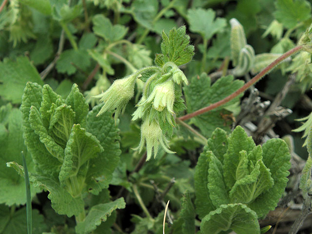 11-04-30-Cukuryayla-121-s.jpg - Diese sehen aus wie grüne Glockenblumen, aber welches Kraut das ist, weiß ich nicht