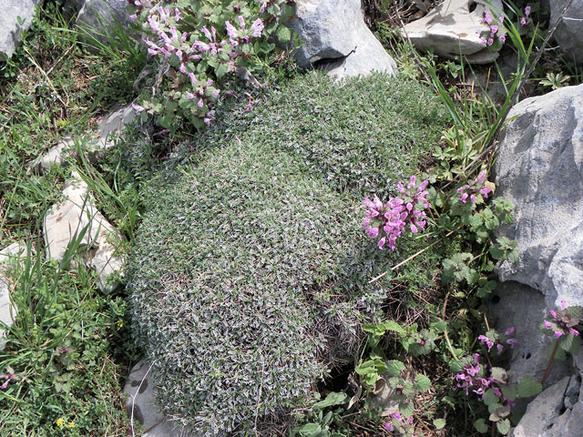 11-04-30-Cukuryayla-200-s.jpg - Taubnesseln zwischen sehr pieksigem Moos (das hatte ich in Ariassos schon mal deutlich zu spüren bekommen)