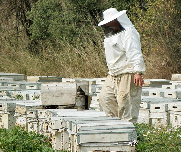 10-02-16-Bienen-07.jpg