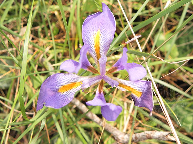 10-02-16-Iris-26.jpg