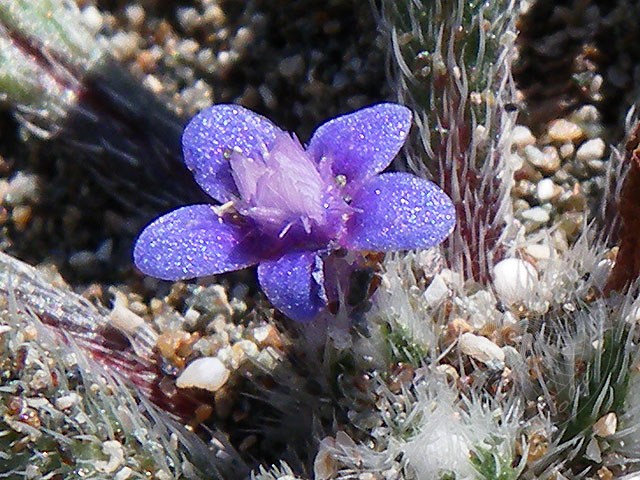 11-02-26-Phaselis-25-s.jpg - Ganz kleine Blüten am Strand