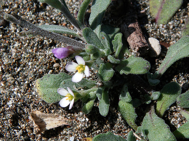 11-02-26-Phaselis-28-s.jpg - zwischen den Sandkörnern