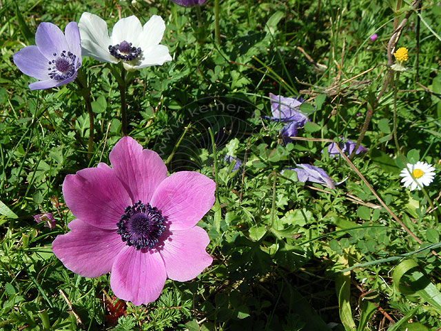 11-02-26-Phaselis-32-s.jpg - rosa, weiß und hellblau