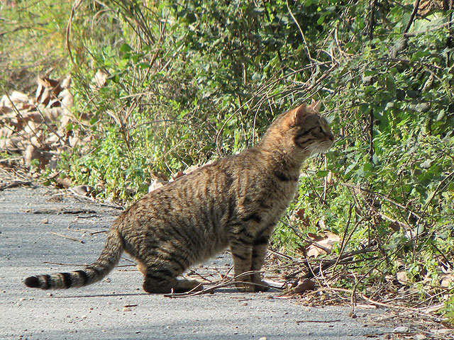 11-03-02-Kuzdere-08-s.jpg - Diese Katze lauert auf Beute am Straßenrand