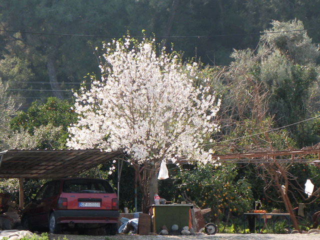 11-03-02-Kuzdere-34-s.jpg - Der Baum an der Garage