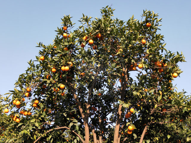 11-03-02-Kuzdere-52-s.jpg - Orangenbaum