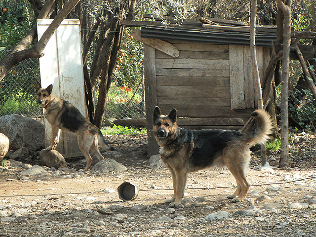11-03-02-Kuzdere-63-s.jpg - Nachbars Hofhunde blicken etwas erstaunt in die Kamera