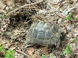 11-03-01-Schildkroete-1-s