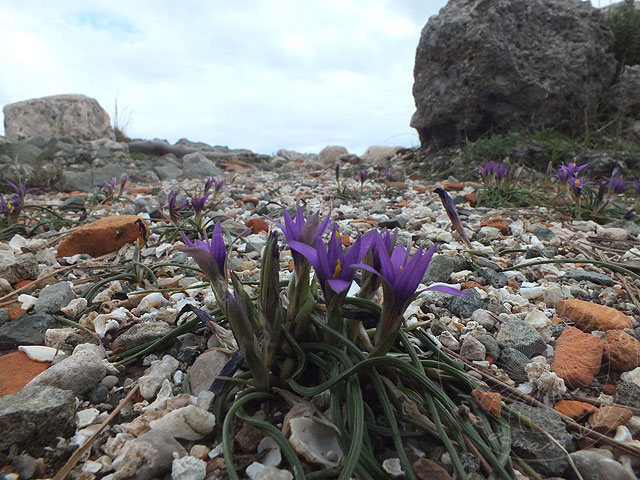 13-02-10-Phaselis-31-s.jpg