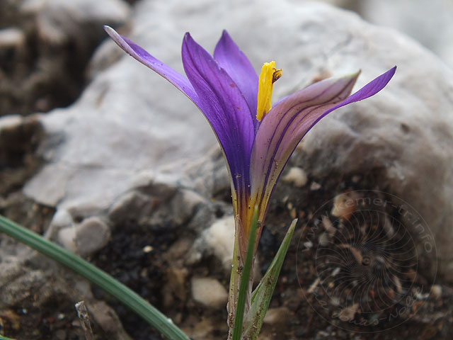 13-02-10-Phaselis-36-s.jpg