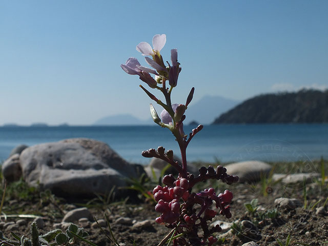 13-03-05-Phaselis-36-s.jpg