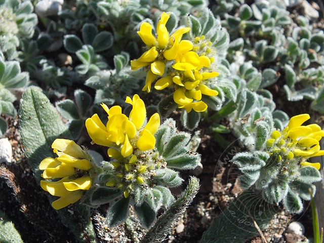 13-03-05-Phaselis-42-s.jpg