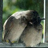 14-09-25-Kuzdere-Vogel-16