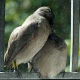 14-09-25-Kuzdere-Vogel-17