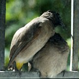 14-09-25-Kuzdere-Vogel-18