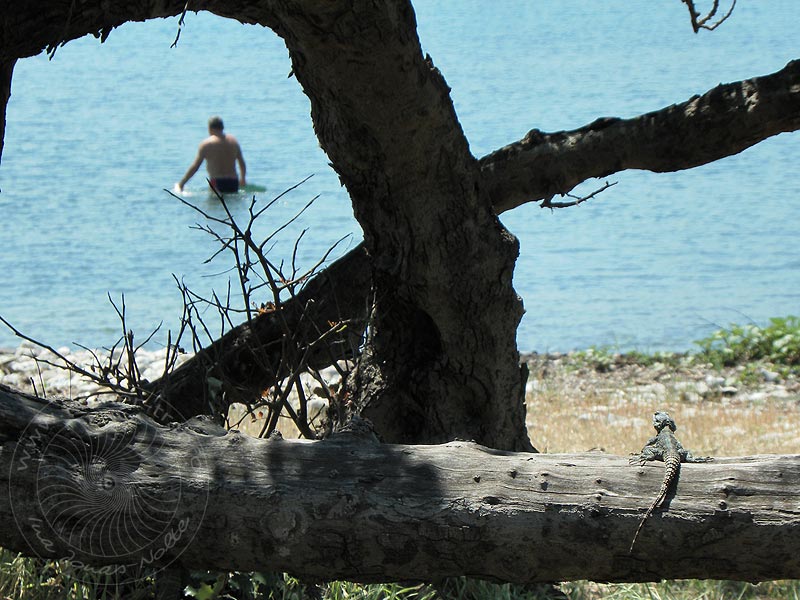 10-04-23-Phaselis-024-s.jpg - Gerne sonnt sich der Hardun auf Baumstämmen und Steinen und schaut dabei den Badenden zu.