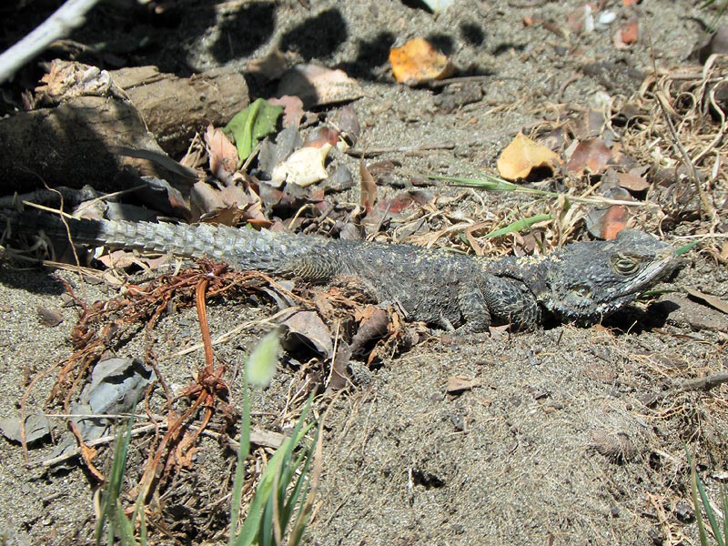 10-04-23-Phaselis-086-s.jpg - Frau Hardun ist etwas unauffälliger gefärbt