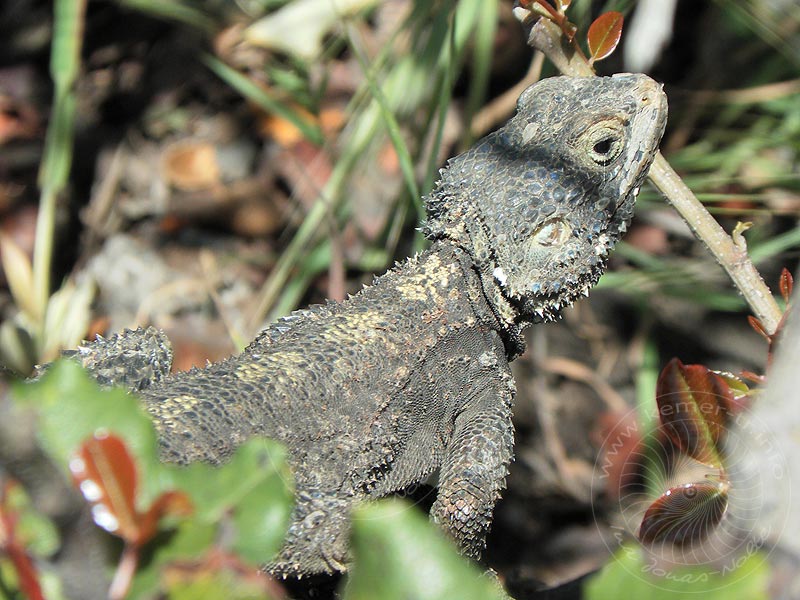 10-04-23-Phaselis-094-s.jpg - diese versteckte sich erst zwischen den Blättern