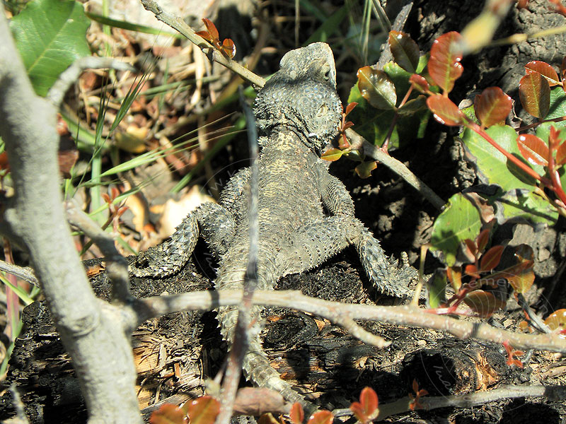 10-04-23-Phaselis-098-s.jpg - und zeigte mir nur die Kehrseite