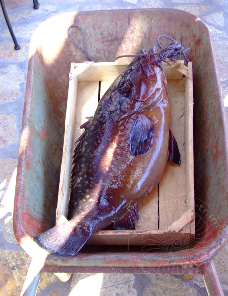 9-05-28-Meis-145-s.jpg - Frischer Fisch, und gar nicht mal ganz klein