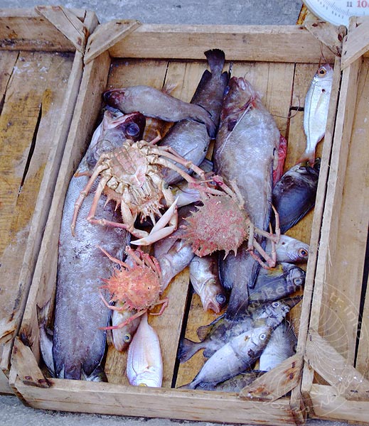 9-05-28-Meis-219-s.jpg - ...aber es gibt auch kleinere Fische und anderes Meeresgetier