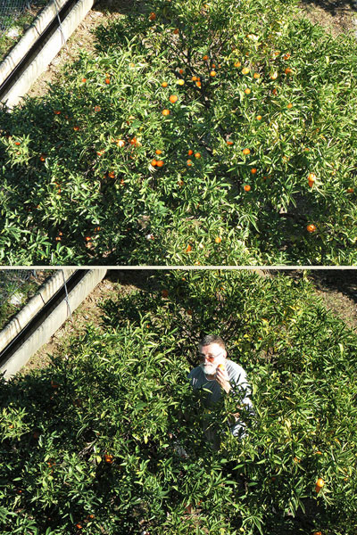 Mandarinen.jpg - Die Mandarinen im Garten wurden auch in diesem Jahr herrlich süß und von Joe zum Jahresende abgeerntet