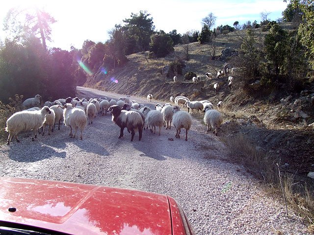 8-12-25-Kemer-Berge-190-s.jpg - Auf dem Rückweg trafen wir noch einen Hirten mit seiner Herde – Osterlämmer zu Weihnachten