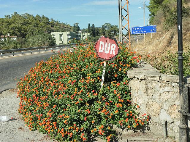 10-10-06-camyuva-12-s.jpg - Ob dieses Stoppschild dem Pflanzenwuchs Einhalt gebieten soll?