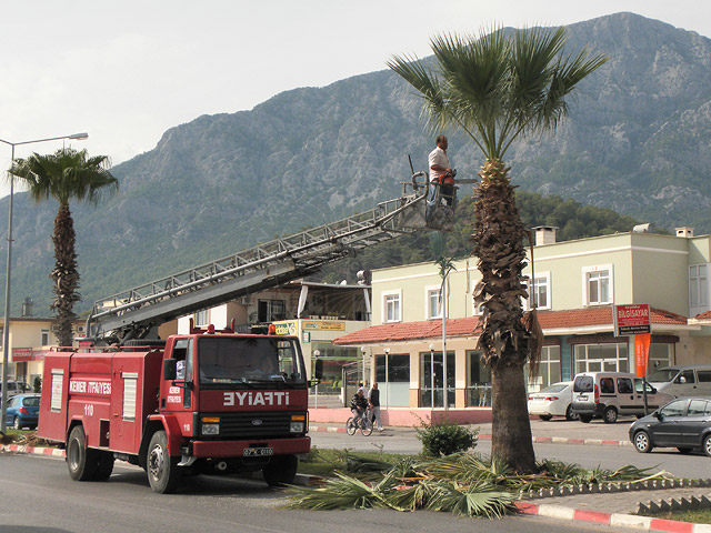 10-10-13-2-Kemer-2-s.jpg - In Kemer rücken Mitarbeiter der Stadt den überzähligen Blättern mit Feuerwehrleiter und Kettensäge zu Leibe, von alleine fallen die riesigen Blätter nämlich glücklicherweise nicht ab