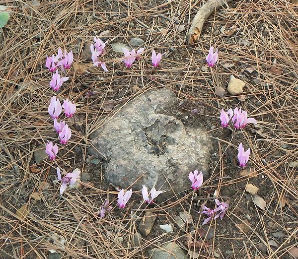 10-10-17-Phaselis-24-s.jpg - überall Cyclamen blühen -