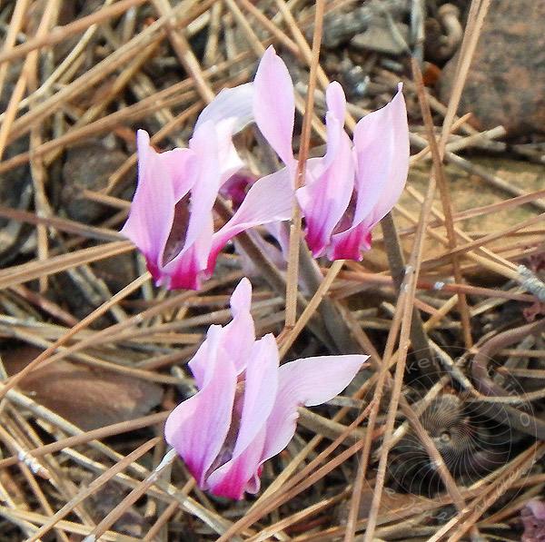 10-10-17-Phaselis-27-s.jpg - da sie aus dieser Gegend hier nach Europa gekommen sind