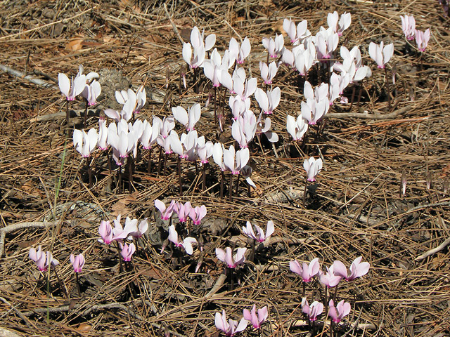 10-10-25-Phaselis-Cyclamen-27-s.jpg - die eher Taurus- als Alpenveilchen heißen müssten -