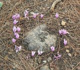 10-10-17-Phaselis-24-s