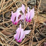 10-10-17-Phaselis-27-s