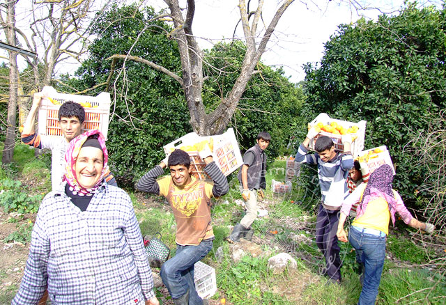 9-03-23-Kuzdere-17-s.jpg - Zwischen November und April werden die Zitrusfrüchte in den Plantagen geerntet