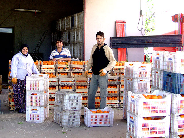 9-04-25-Kuzdere-042-s.jpg - Beim Aufkäufer werden die Früchte gewaschen, gewachst, in Kisten verpackt und dann in die gesamte Türkei, aber auch ins Ausland geliefert