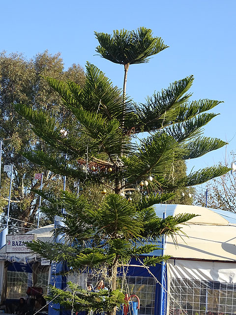 14-12-25-Kemer16-s.jpg - Für den nächsten Baum waren dann leider nur noch wenige Kugeln übrig