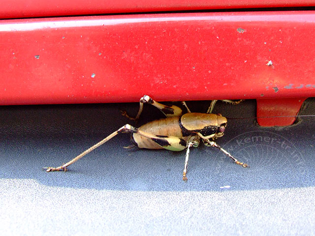 9-08-01-Bergtour-Kuzca-289.jpg - Ein "Blinder Passagier" - Philly meinte sieht aus wie eine Kreuzung zwischen Frosch und Heuschrecke!