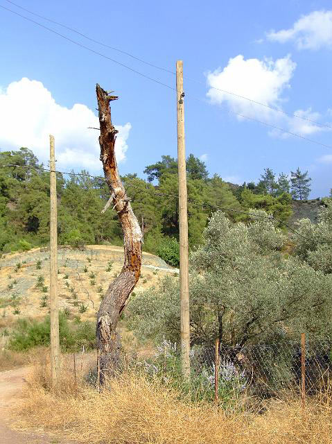 9-08-01-Bergtour-Kuzca-306.jpg - Ein Baum scheint zwischen den Masten zu tanzen